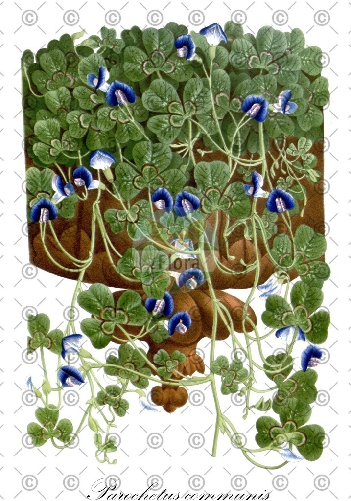 HistAbb_wfo-0001256023_1_ENZY_Simple | Historische Abbildung von Parochetus communis - Fabaceae | Historical Illustration of Parochetus communis - Fabaceae