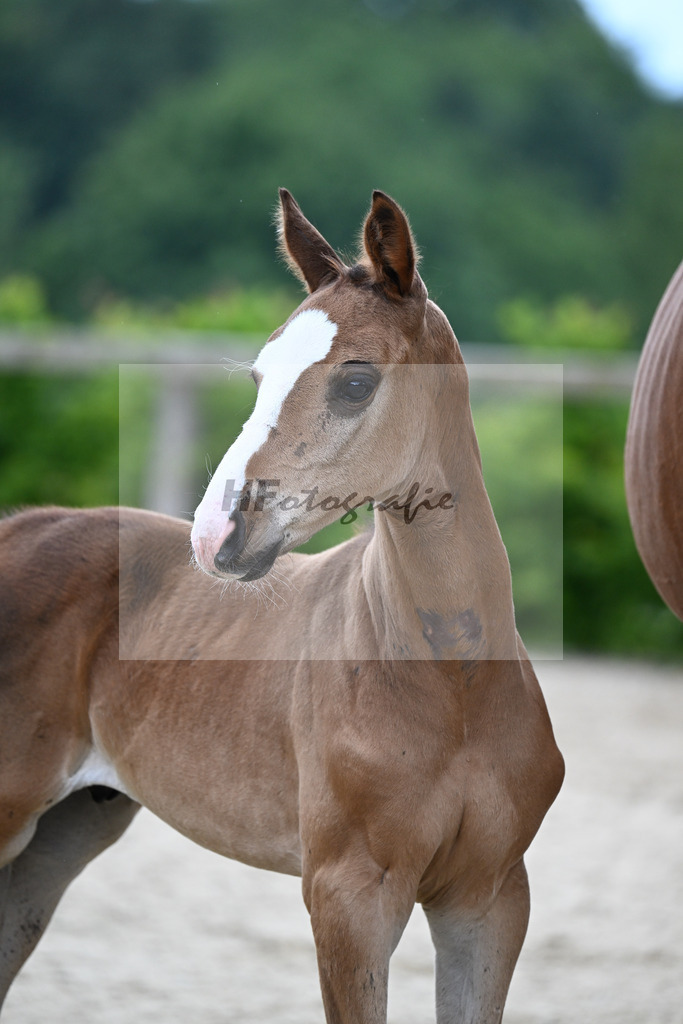 Kat-Nr. 12 Taycan B x Couletto_HF_Zuhra_14250128 | hf-fotografie - Realisiert mit Pictrs.com