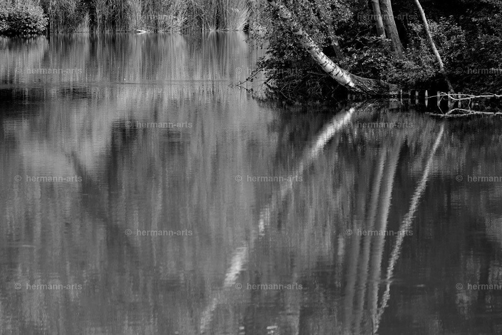 Bagno_09_07_24_DPP-44a | Photo Foto Kunst Art schwarzweiss Bilder Rheine Münster Berlin Blumen 