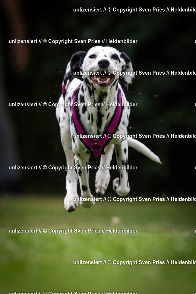 Sven Pries | 19. Allgemeines Hunderennen Karlsruhe Durlach - Realisiert mit Pictrs.com