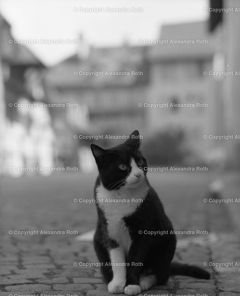 Aarau_0531 | onlineshop - Realisiert mit Pictrs.com