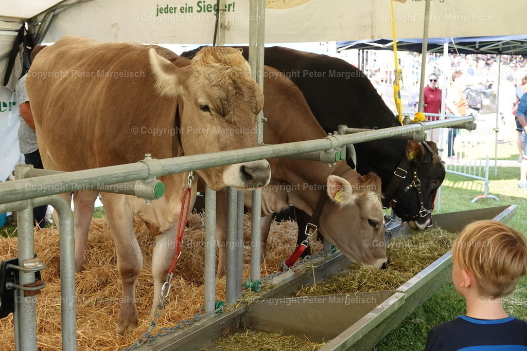 DSC04480 | Schwingen - Realisiert mit Pictrs.com