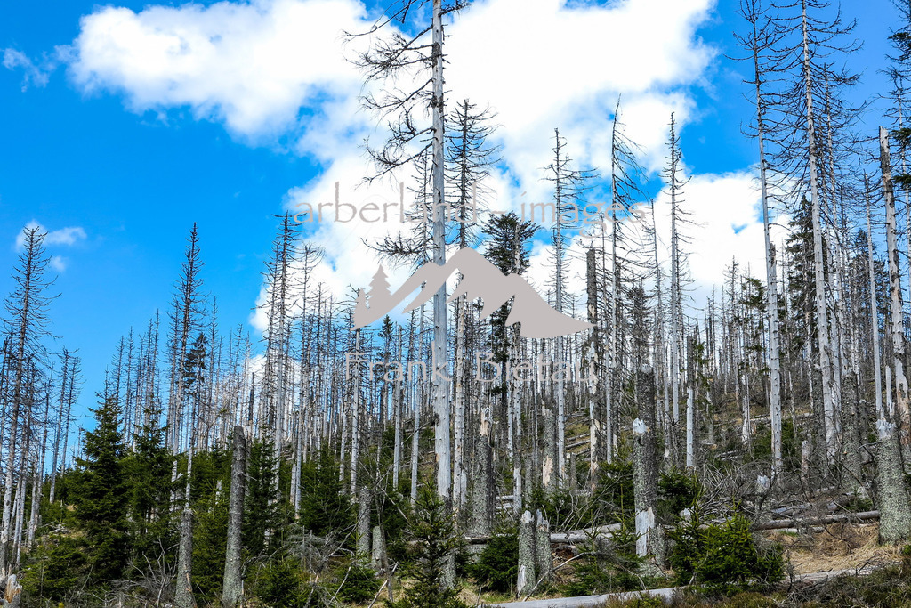 09052016-fb-1991 | Stürme und Borkenkäfer setzen dem Wald zu, ob im Bayerischen oder Böhmerwald, die gleichen Probleme