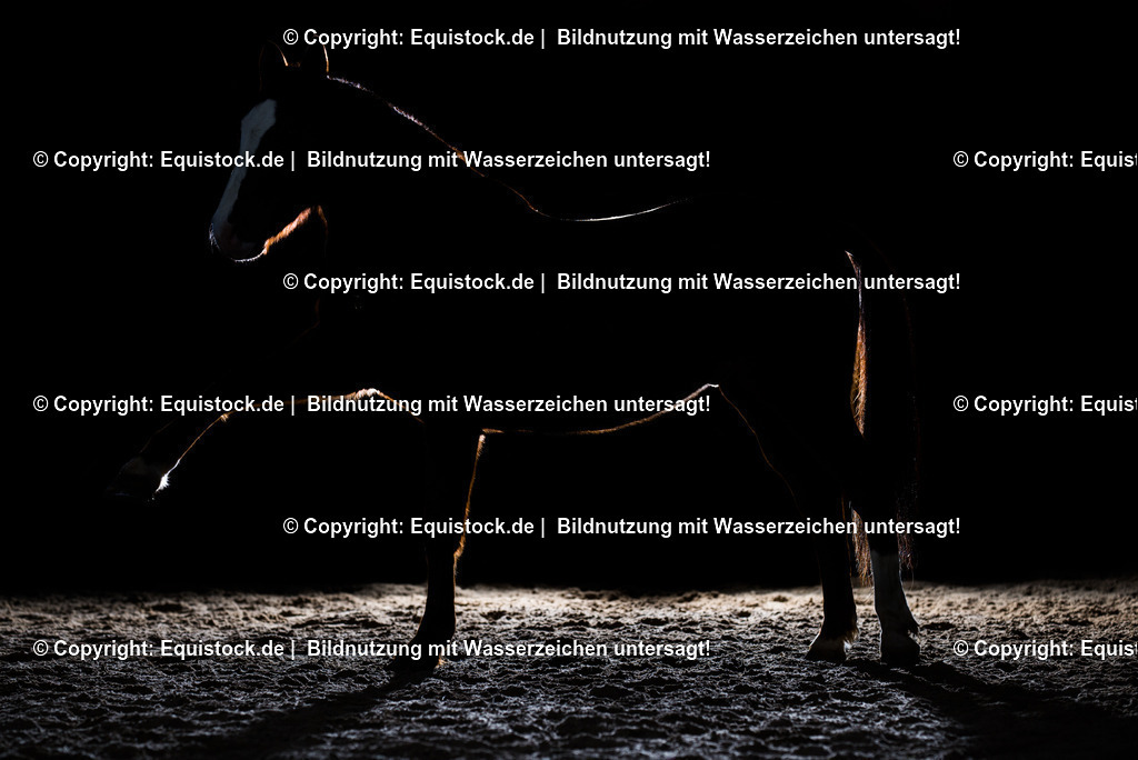 20150105_PonyGegenlicht_0002 | equistock