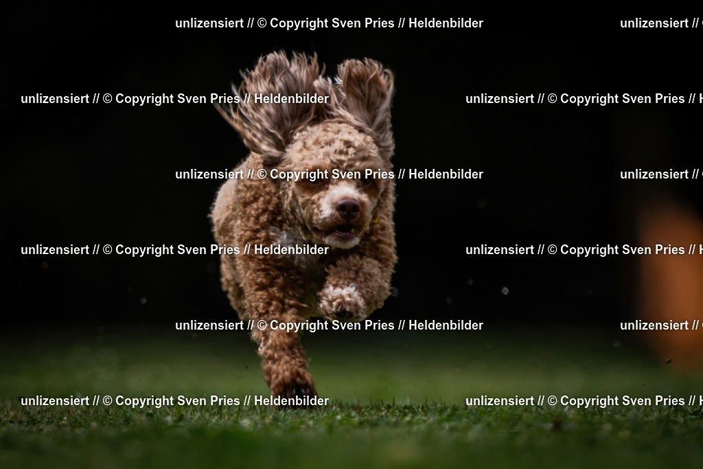 Sven Pries | 19. Allgemeines Hunderennen Karlsruhe Durlach - Realisiert mit Pictrs.com