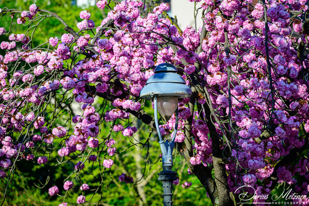 DSC_8565 | Fotografien, Fotos und Bilder aus Mainz, Frankfurt, Wiesbaden und anderen Orten auf der Welt - Fotografiert von Darius Metzner