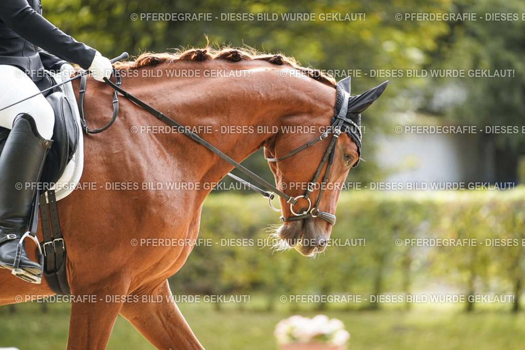 DSC01313 | Pferdegrafie