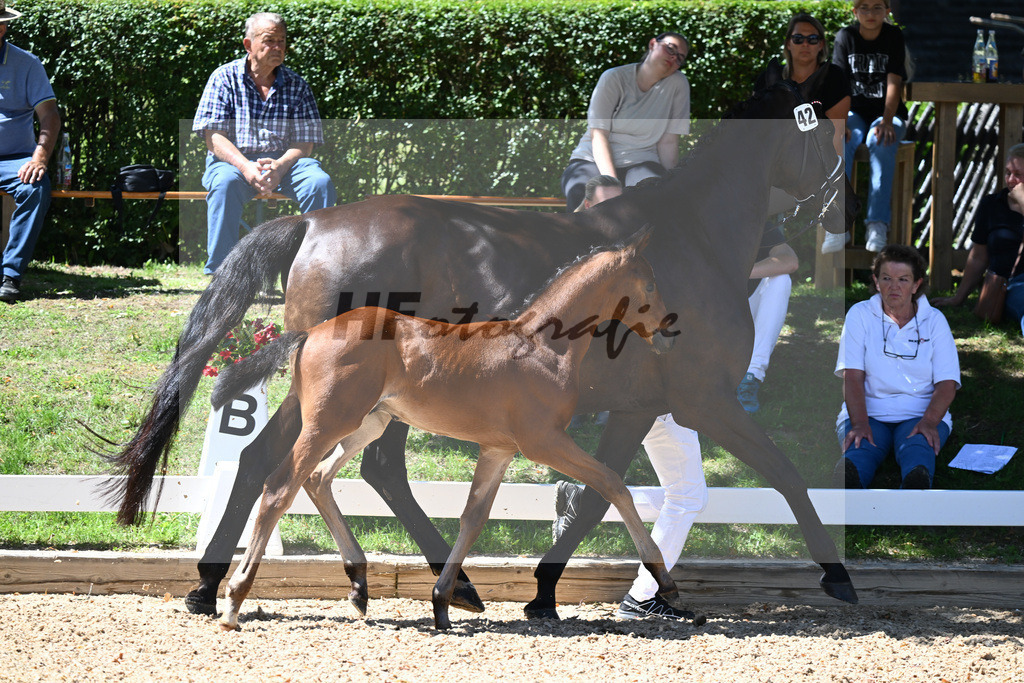 Kat-Nr. 42 HF DSP Va Bene x Placido_Hager_27230667 | hf-fotografie - Realisiert mit Pictrs.com
