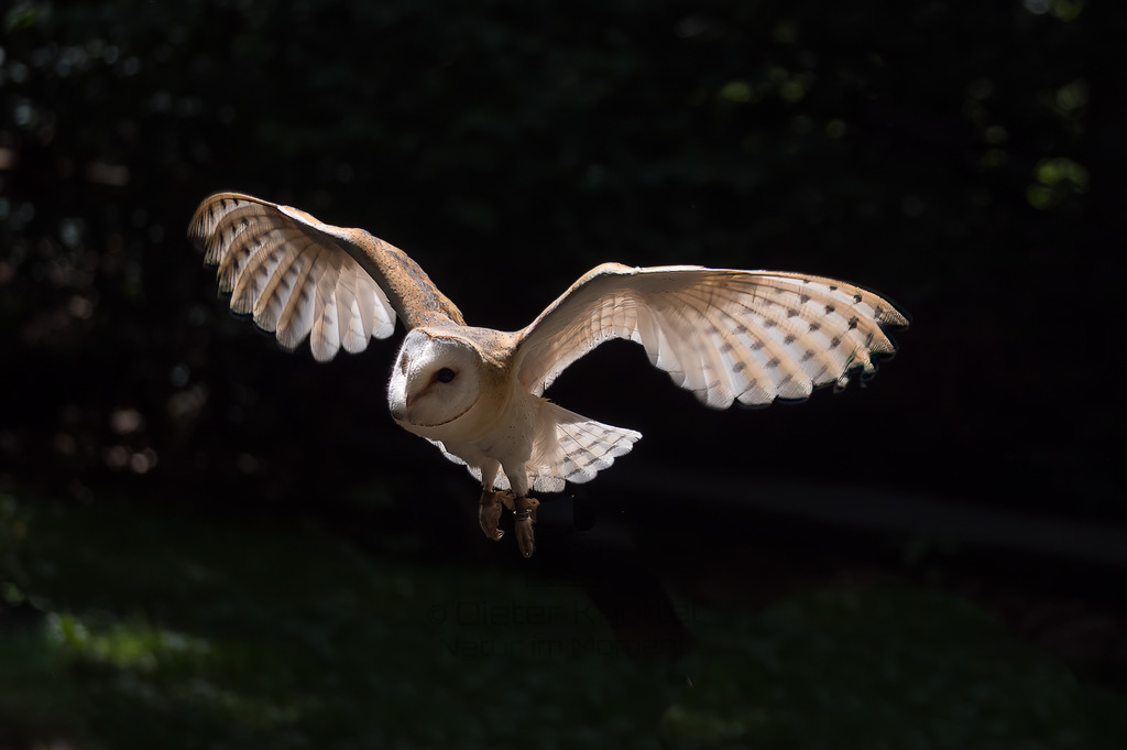 P1011065-Bearbeitet-2017-LR | Natur im Moment - Realisiert mit Pictrs.com