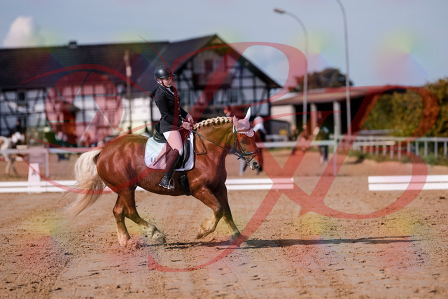 2026_10_03_Siefer-Hof_114426_Z81_87470889 | Professionelle Reitsport-, Turnier- und Eventfotografie von Robert Broda. Galerien mit ausgewählten und bearbeiteten Bildern direkt online ansehen und bestellen.