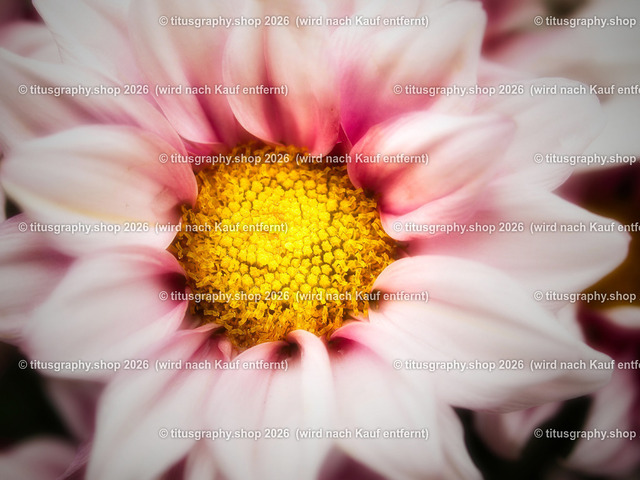 titusgraphy-P6100535_var-135 | Fotokunstarbeit aus der INSTAGRAM-Gallerie auf titusgraphy.eu - Realisiert mit Pictrs.com