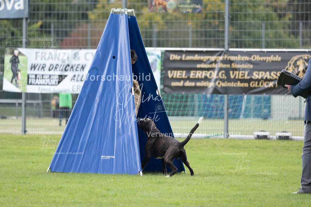 _16A7102 | Einzigartige Fotos von Hunden & Menschen –Actionfotos, Portraits, Vereinsaufnahmen & Paarshootings – authentisch, lebendig & mit Herz.
