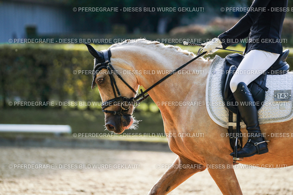 DSC04832 | Pferdegrafie