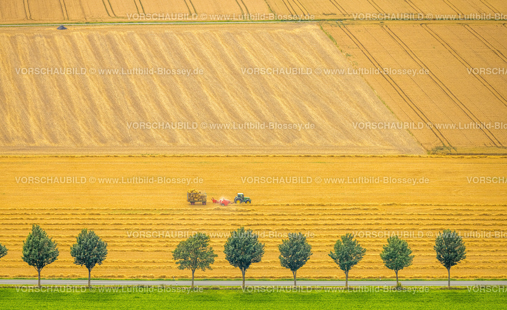 Warstein240713893Oberbergheim | Luftbild, Baumallee am Gewerbegebiet Kalkofen beim Ortsteil Westendorf und Feldarbeit mit Traktor, gelbe landwirtschaftliche Felder, Formen und Farben, Allagen, Warstein, Sauerland, Nordrhein-Westfalen, Deutschland