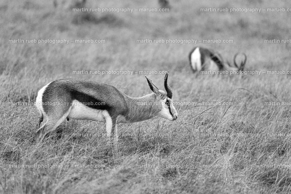 Springboks in gray | South African Springboks - Realisiert mit Pictrs.com