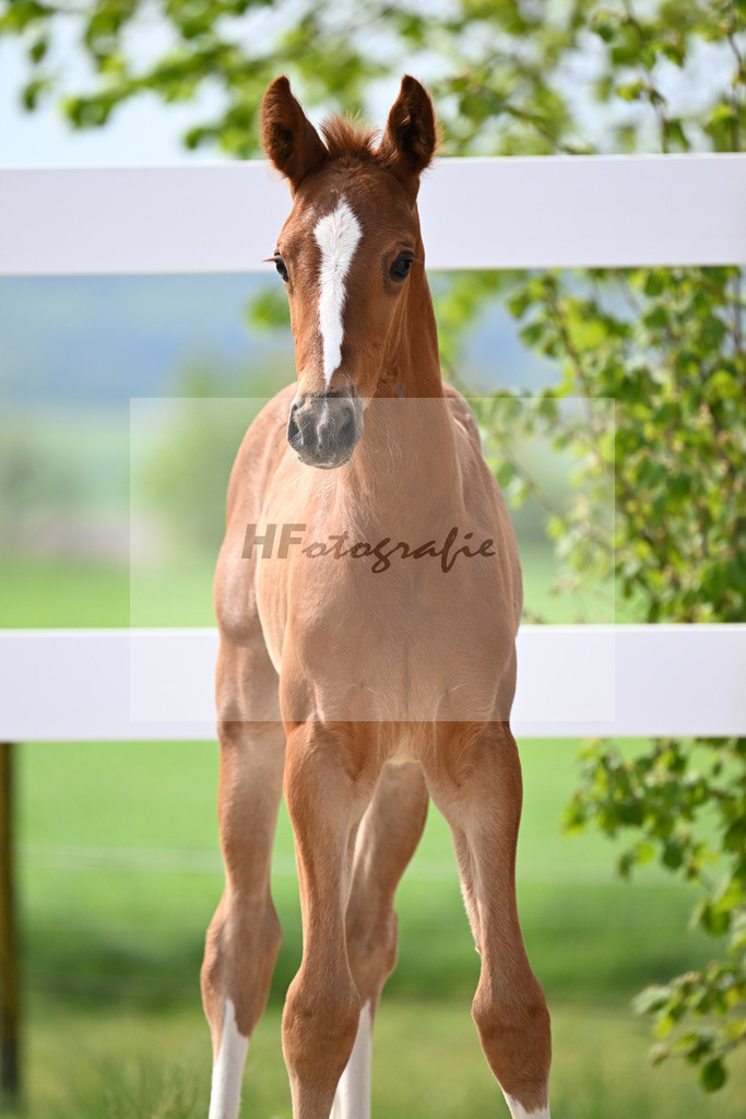Kat-Nr. 11 HF Kannan x Conthargos_Riehm_23260317 | hf-fotografie - Realisiert mit Pictrs.com
