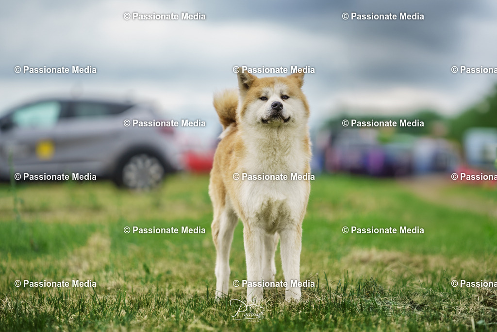 DSC04071 | Passionate Media, dein Fotograf aus Brandenburg, Märkisch Oderland, im Bereich Motorsport, Autos und Motorräder sowie Events und auch Hunde. Shootings oder auch Eventbegleitungen können bei mir gebucht we