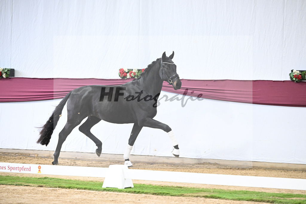 Kat-Nr. 112 Fynch Hatton x Damon Hill_Sibille Hachtel_47253381 | hf-fotografie - Realisiert mit Pictrs.com