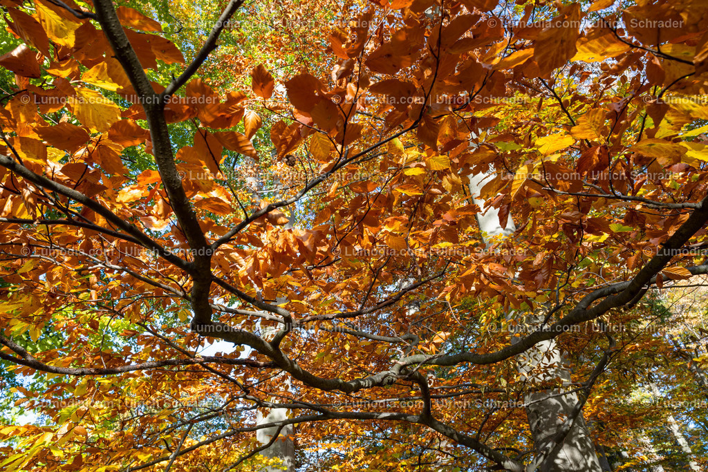 10049-12631 - Schloßpark Ilsenburg im Harz | Stockfoto und Bilderpool mit Bildmaterial aus Deutschland, dem Harz, Halberstadt, Quedlinburg, Wernigerode und weltweit. Qualitativ hochwertige und professionelle Fotos anschauen und kaufen. - Realisiert mit Pictrs.com