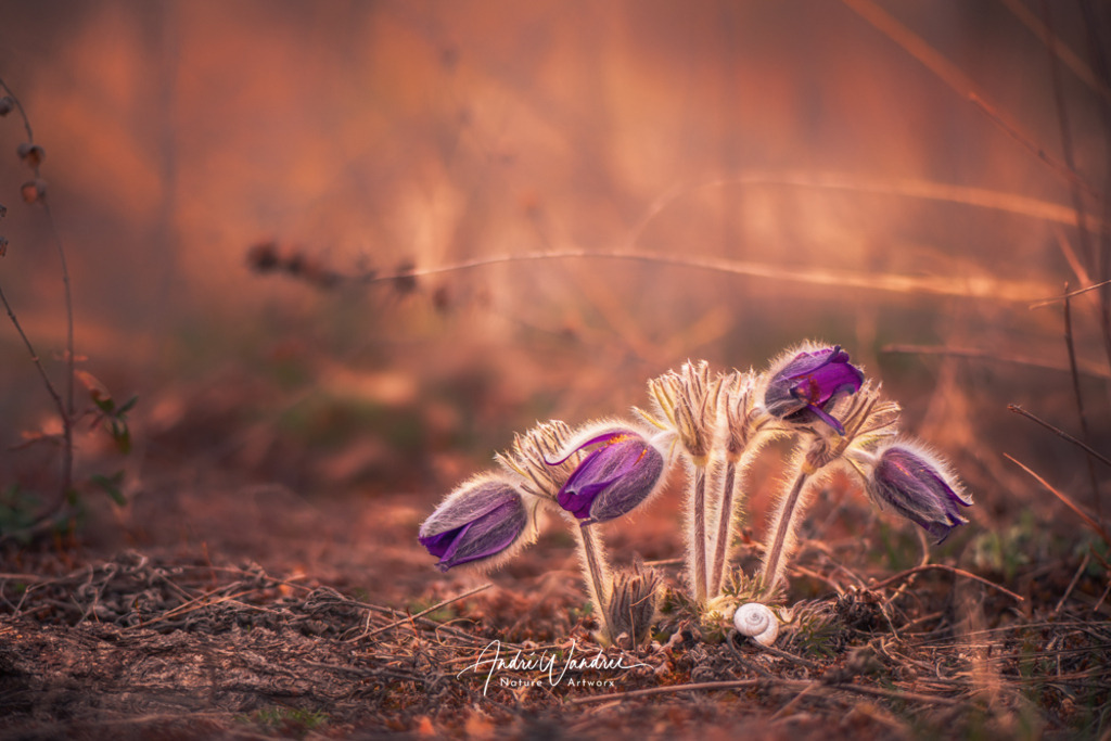 Kuhschelle (6) | Andre Wandrei - Nature Artworx - Realisiert mit Pictrs.com