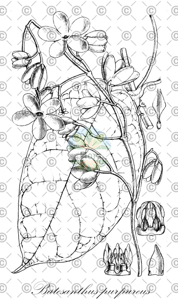 HistAbb_wfo-0000173883_1_ENZY_Simple | Historische Abbildung von Batesanthus purpureus - Apocynaceae | Historical Illustration of Batesanthus purpureus - Apocynaceae