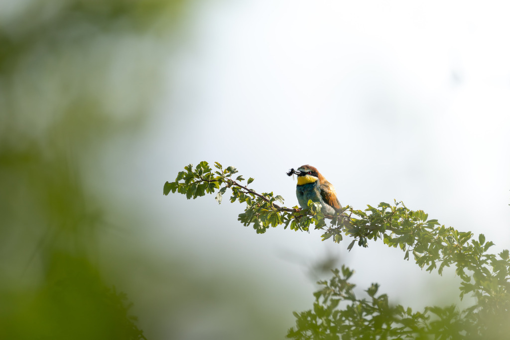 Der Bienenfresser | Der Bienenfresser ist zweifellos einer der auffälligsten und farbenprächtigsten Vögel Europas, der durch sein exotisches Aussehen an Vögel aus tropischen Regionen erinnert. Er gehört zur Familie der Bienenfresser (Meropidae), von denen er die einzige Art ist, die regelmäßig in Europa brütet. - Realisiert mit Pictrs.com