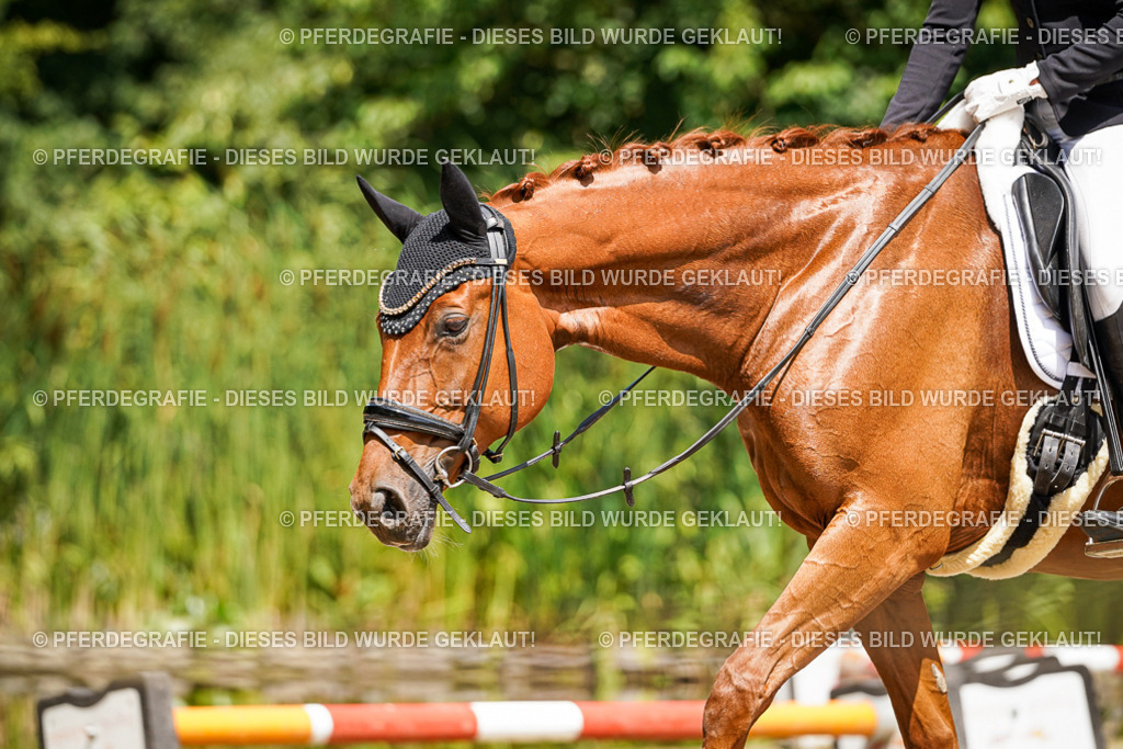 DSC00958 | Pferdegrafie