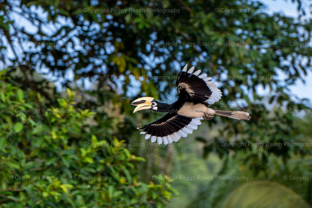 Thailand_Hornbills_2025 (11) | PeggyRaschPhotography - Realisiert mit Pictrs.com