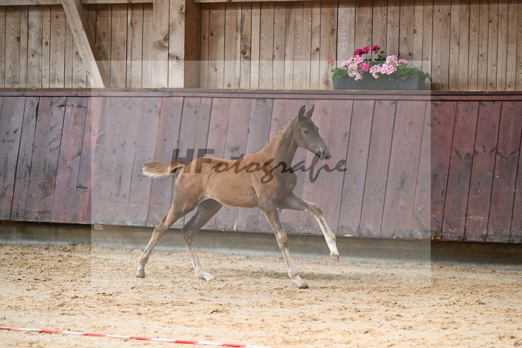 Kat-Nr. 18 SF Fuerst Jazz_Schindele_26230237 | hf-fotografie - Realisiert mit Pictrs.com