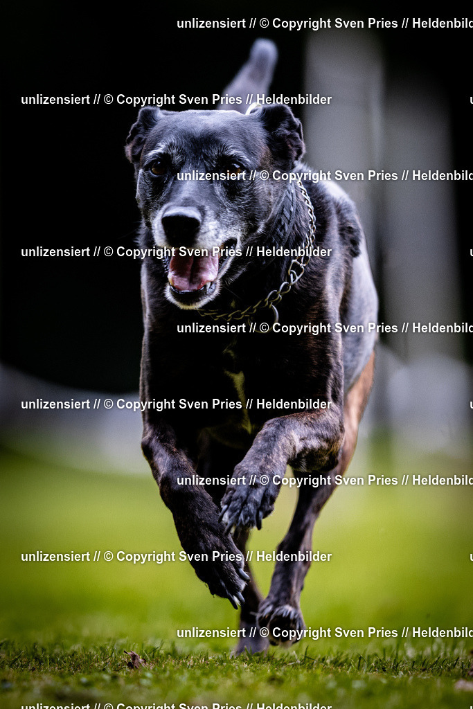 Sven Pries | 2025-10-03 - Hunderennen Obergrombach - Realisiert mit Pictrs.com