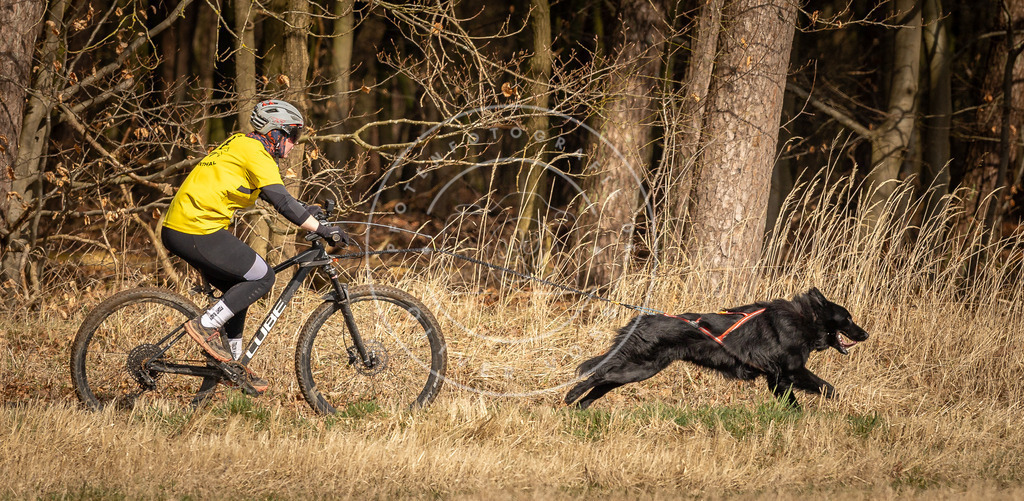 DV3A4340 | Hundefotografie, Tierfotograf, Pfotenfotografie, Fotoshooting Hund, Hunde Portrait, Hundesport, Hundeportraits, Heideshooting, Hunde, Sportfotograf, Hundefotograf, Turnierhundsport, THS,  - Realisiert mit Pictrs.com