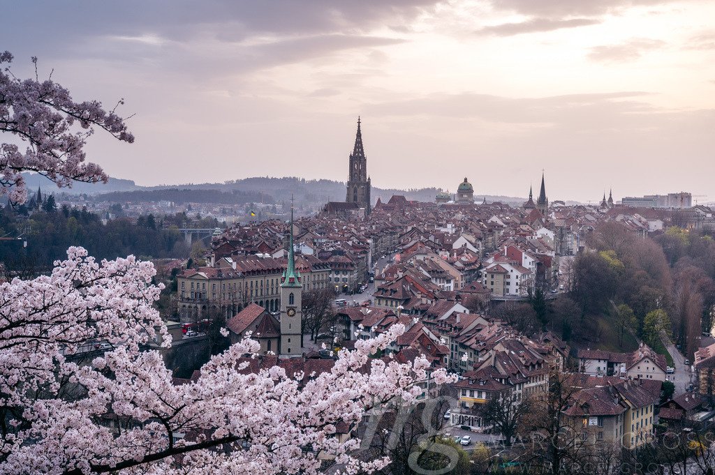 historic olttown of Bern during scenic cherry blossom in Rosengarten | Die ideale Geschenkidee für Naturliebhaber. Naturbilder von Marcel Gross Photography für ihr Zuhause in den verschiedensten Formaten und Materialien. - Realisiert mit Pictrs.com