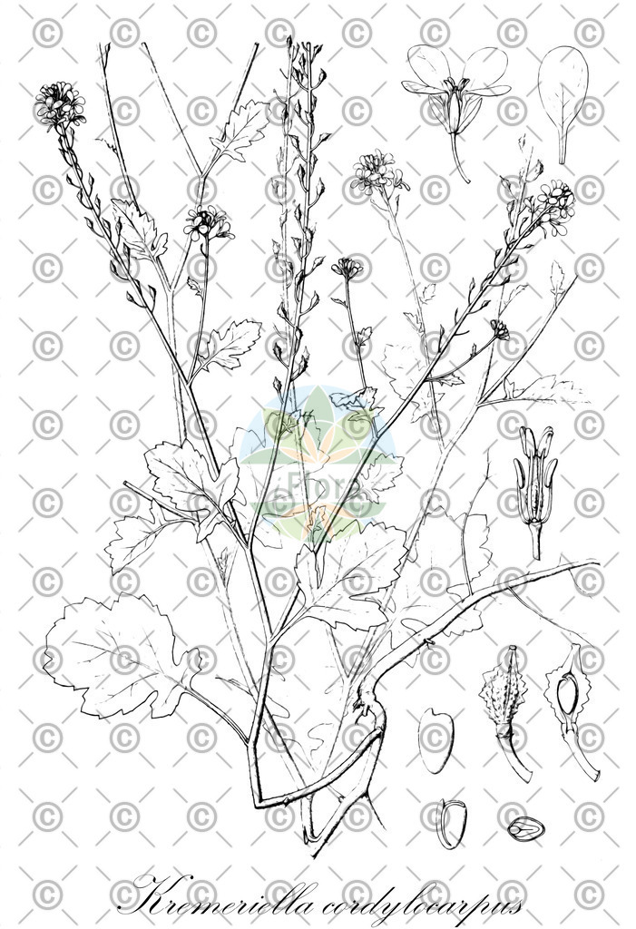 HistAbb_wfo-1000027548_1_ENZY_Simple | Historische Abbildung von Kremeriella cordylocarpus - Brassicaceae | Historical Illustration of Kremeriella cordylocarpus - Brassicaceae