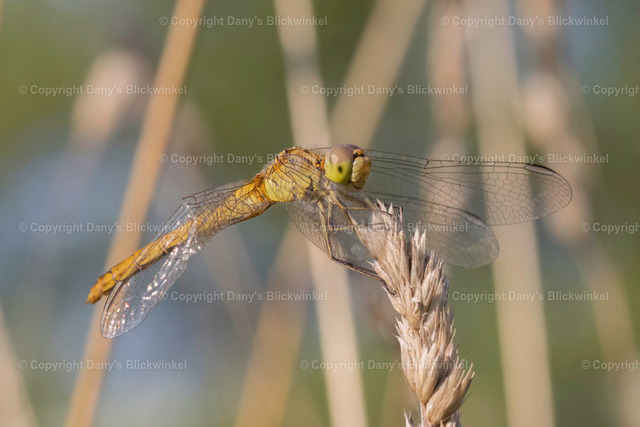 202132 | Tierfotografie, Tierkalender, Tierbilder, Insekten, Spinnen, Vögel, Schmetterling, Libellen, Leinwand, Colorkey, Qualität, Geschenkartikel, Geschenk - Realisiert mit Pictrs.com