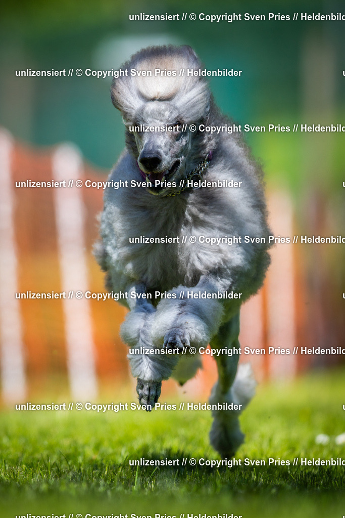 Hunderennen_April_2026_105 | 2026-04-26 - Hunderennen Baden-Oos April 2026 - Realisiert mit Pictrs.com