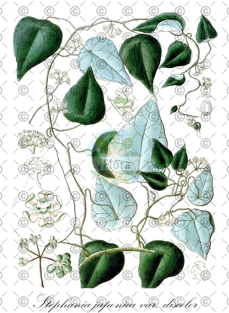 HistAbb_wfo-0000091288_1_ENZY_Simple | Historische Abbildung von Stephania japonica var. discolor - Menispermaceae | Historical Illustration of Stephania japonica var. discolor - Menispermaceae