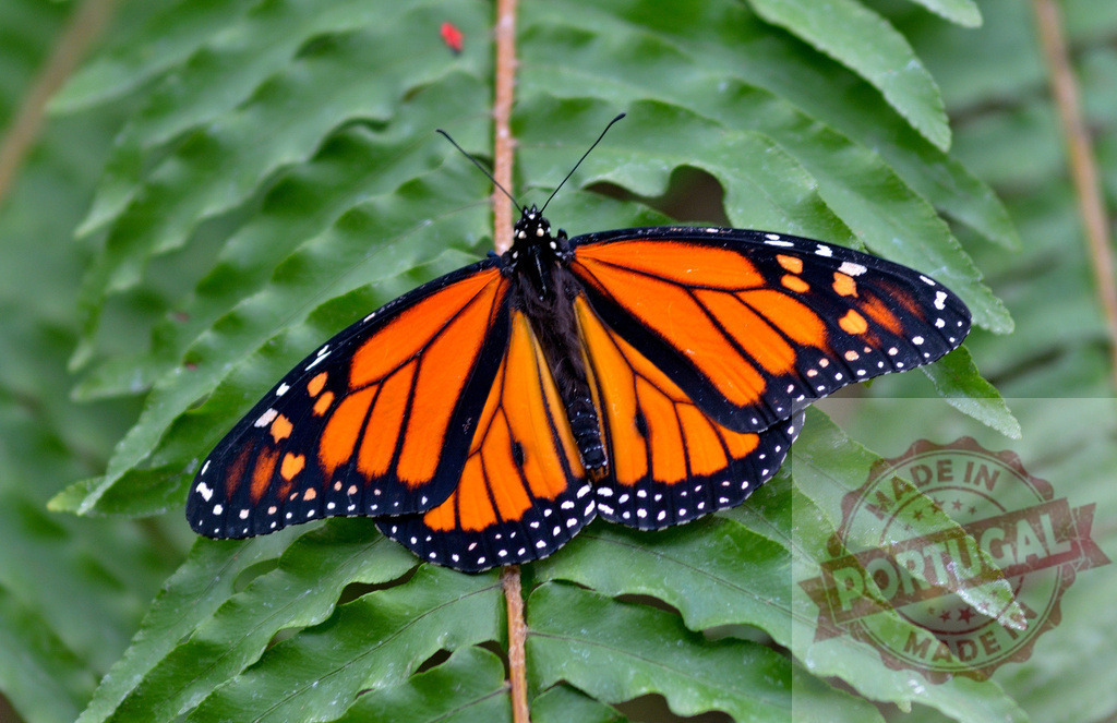 Monarch butterfly resting on green fern leaf | Vibrant orange and black monarch butterfly showing its wings on a green fern leaf - Realisiert mit Pictrs.com