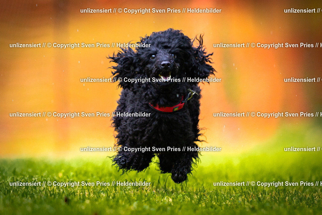 Sven Pries | 2025-09-21 - Hunderennen Baden-Oos - Realisiert mit Pictrs.com