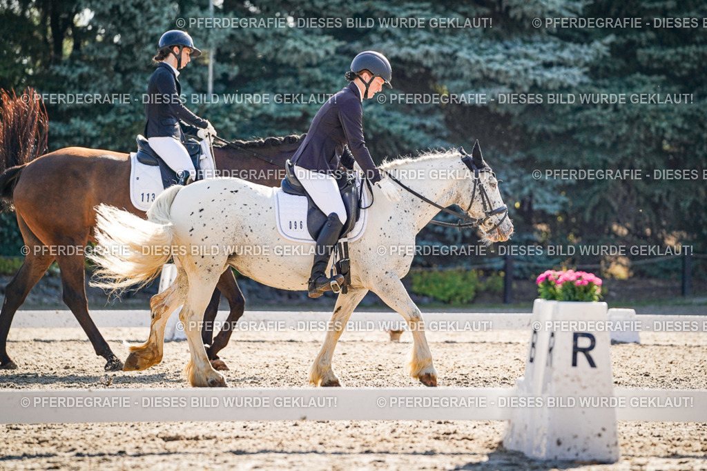 DSC09456 | Pferdegrafie