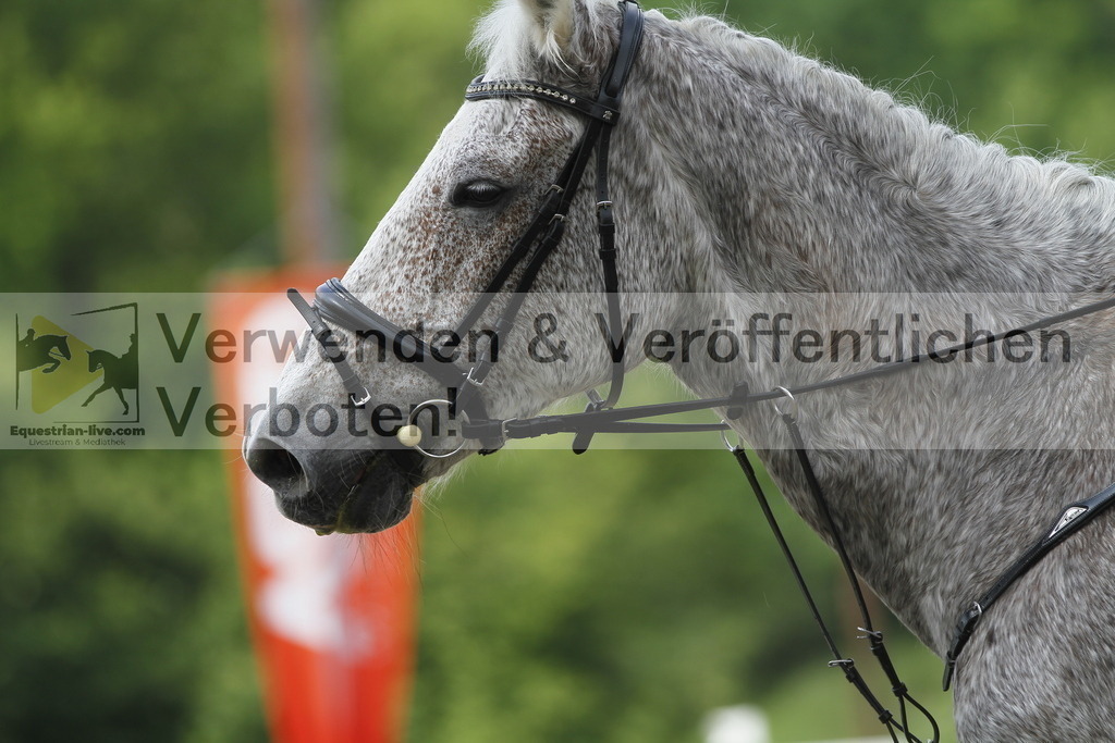 _MG_4599 | equestrian-live-com