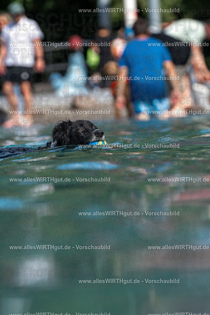 Hundeschwimmen_Volksbad_2026-allesWIRTHgut_Tierfotografie-2609061221-FAY06452 | Professionelle Tierfotografie in Mönchengladbach von Daniel Wirth (allesWIRTHgut). Liebevolle & natürliche Bilder von Hunden & Katzen für unvergessliche Erinnerungen.