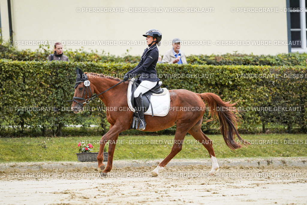 DSC04733 | Pferdegrafie