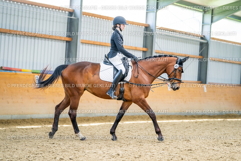 DSC04231 | Pferdegrafie