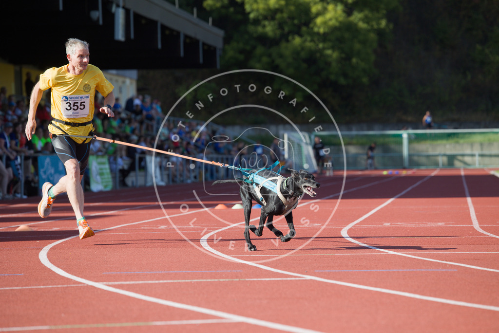 0L8A9983 | Hundefotografie, Tierfotograf, Pfotenfotografie, Fotoshooting Hund, Hunde Portrait, Hundesport, Hundeportraits, Heideshooting, Hunde, Sportfotograf, Hundefotograf, Turnierhundsport, THS,  - Realisiert mit Pictrs.com