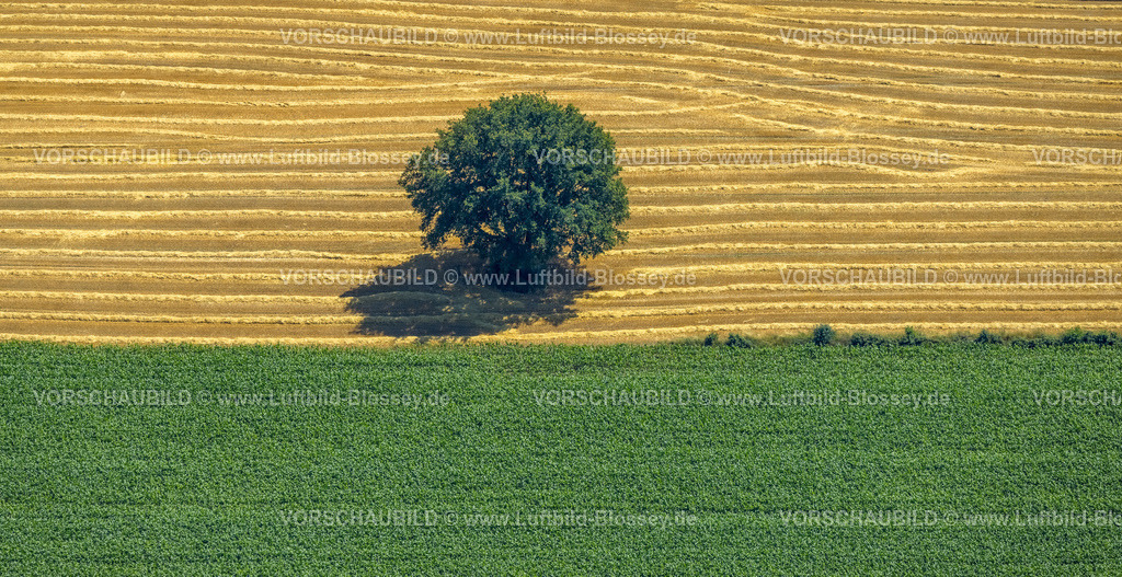 Gevelsberg230709650 | Luftbild, Baum auf einem Feld, Formen und Farben in Gelb und Grün, Asbeck, Gevelsberg, Ruhrgebiet, Nordrhein-Westfalen, Deutschland