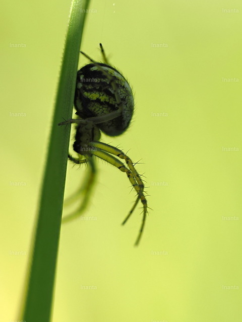 Streifenkreuzspinne (Mangora acalypha) | Inanta - Realisiert mit Pictrs.com