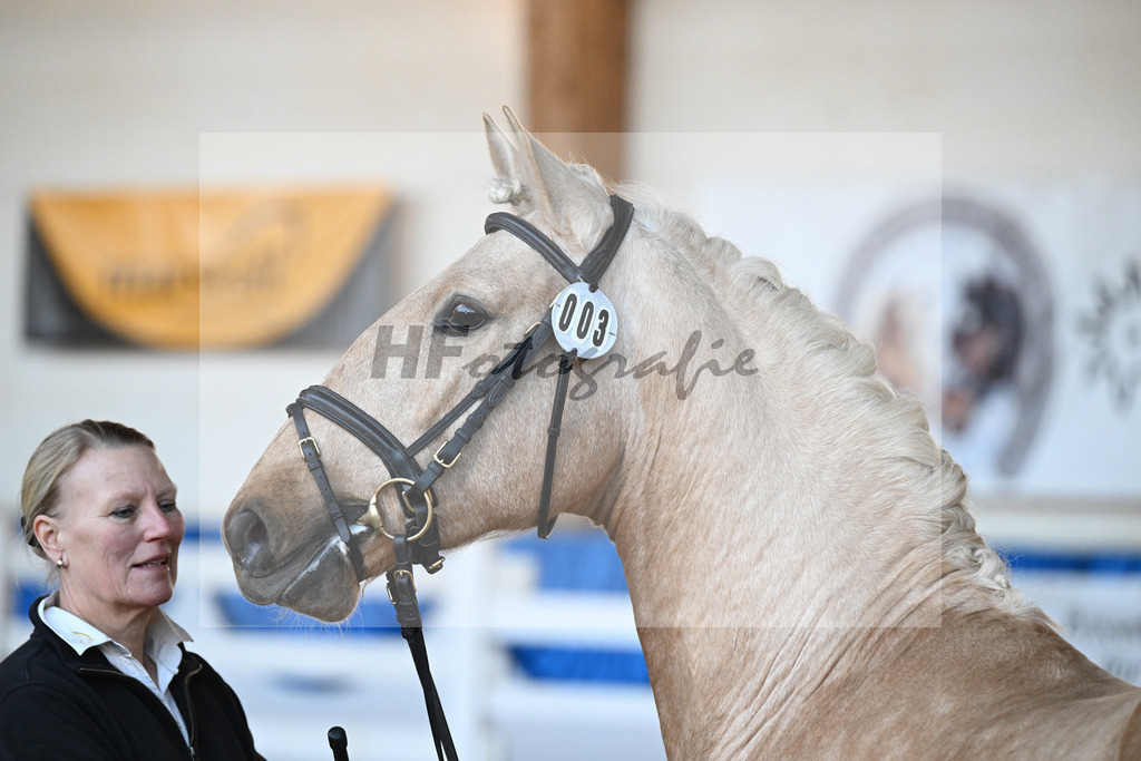Kat-Nr. 3 Teneree Terrapaz v. Miura de Cais_Landfried_9260063 | hf-fotografie - Realisiert mit Pictrs.com