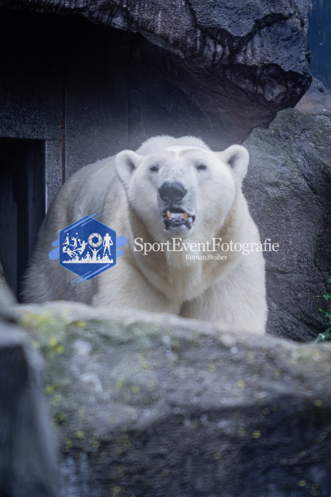 IMG_5643 | SportEventFotografie - Roman Stoiber