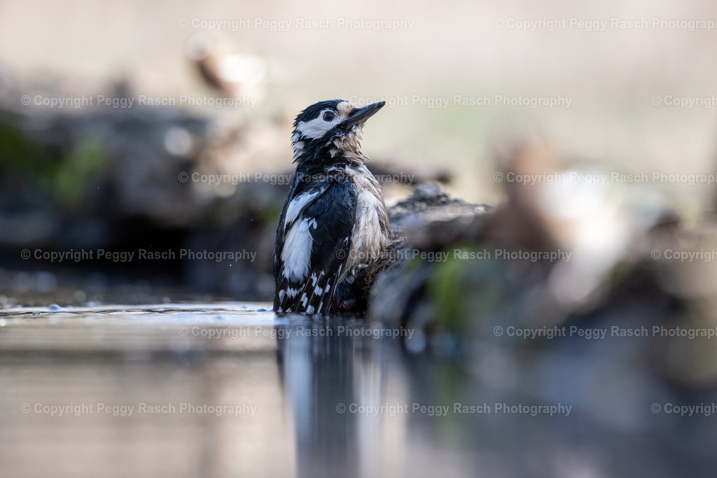 Buntspecht4) | PeggyRaschPhotography - Realisiert mit Pictrs.com