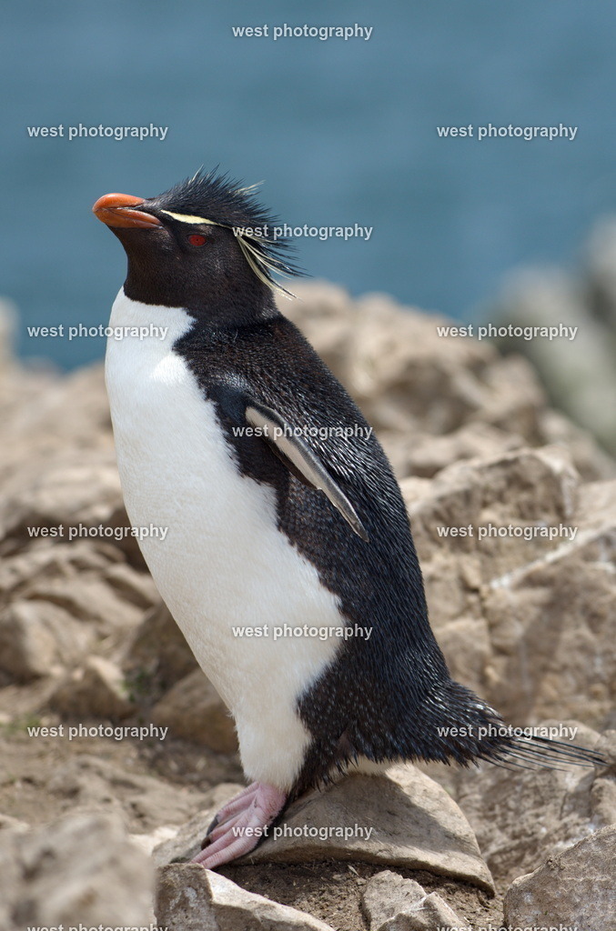 Rockhopper Penguin 5 PLB - FLK 2014 | west photography - Realisiert mit Pictrs.com